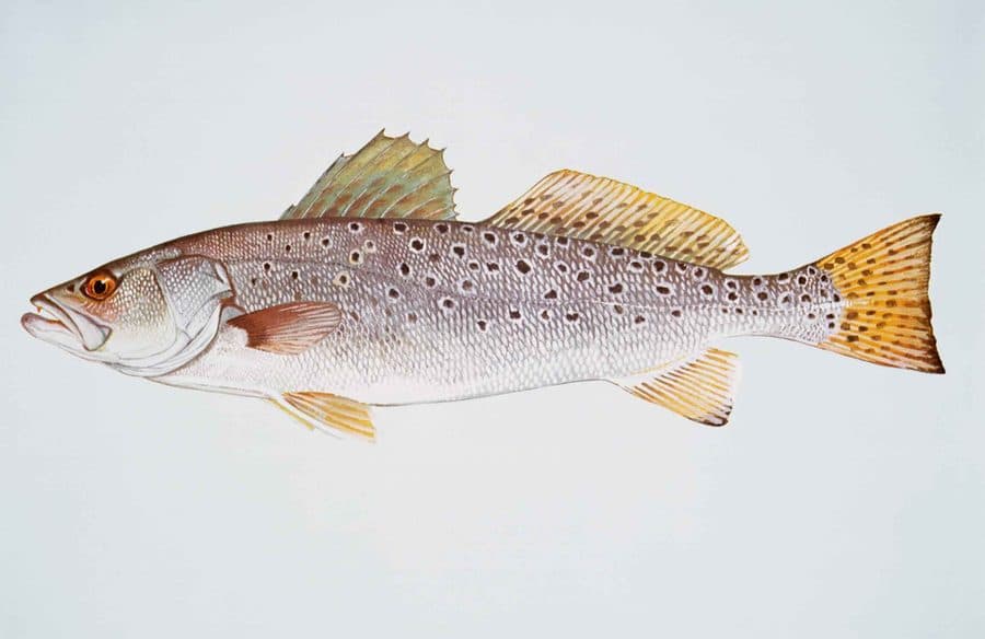 Speckled Trout (Spotted Seatrout)
