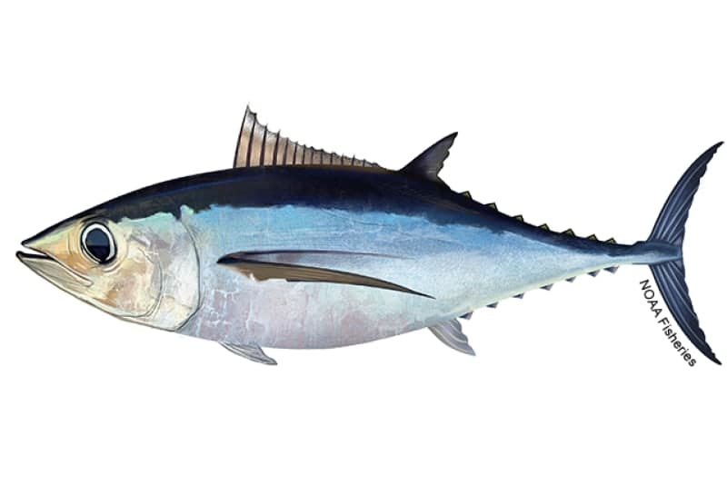 Albacore (Longfin Tuna)
