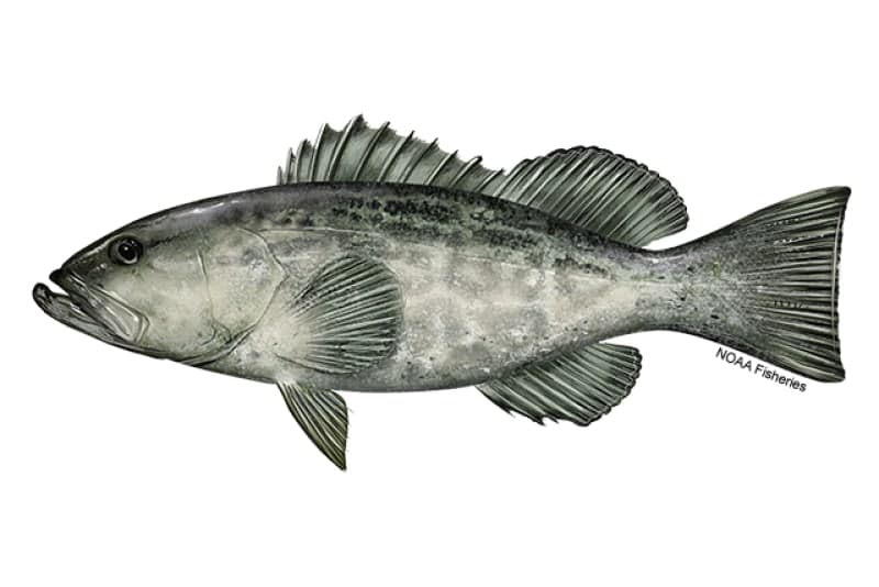 Black Grouper