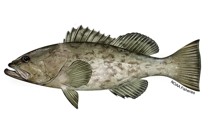 Gag Grouper