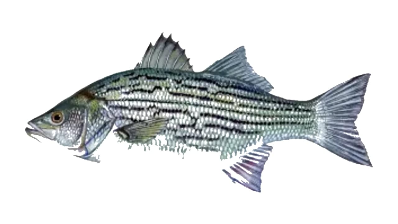 Hybrid Striped Bass (Wiper)