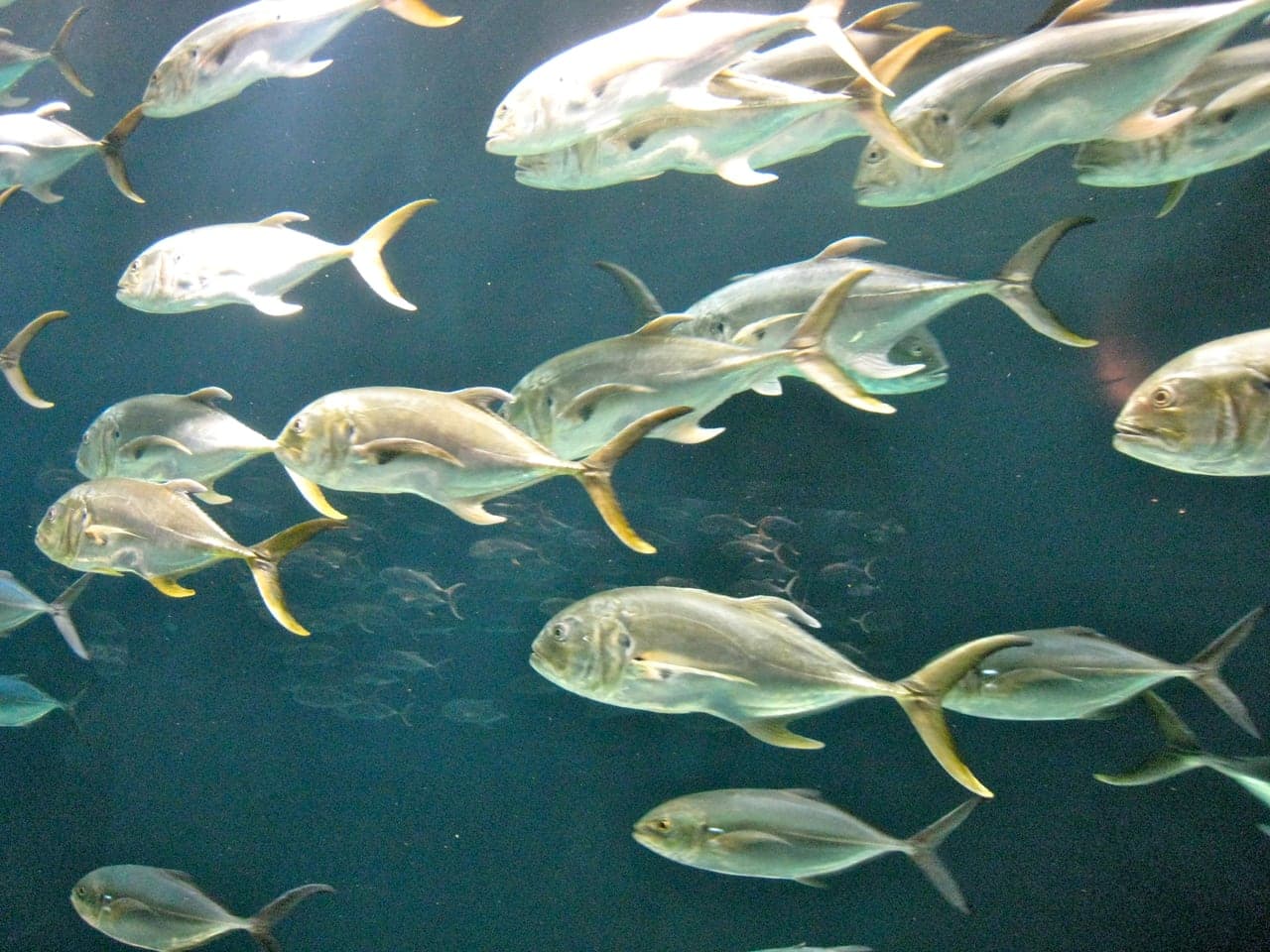 Jack Crevalle