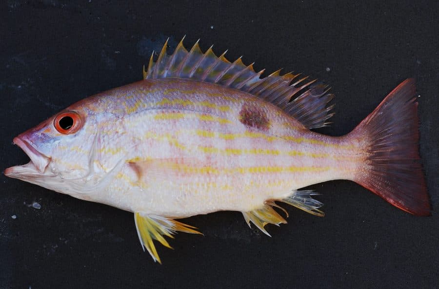 Lane Snapper