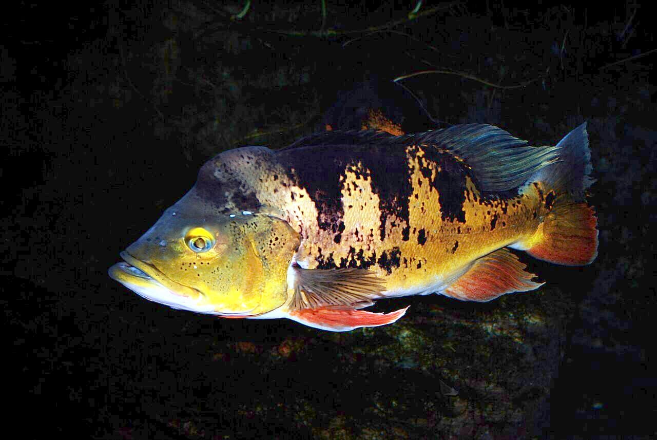 Butterfly Peacock Bass