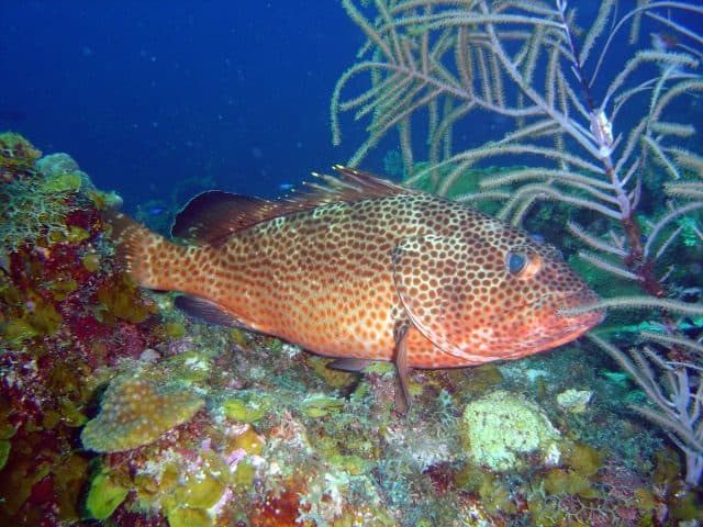 Red Hind