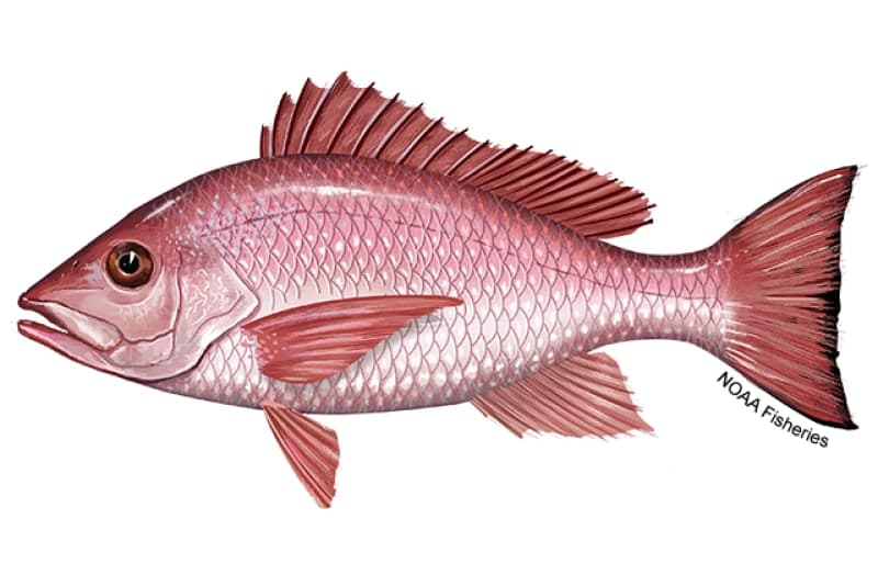 Red Snapper