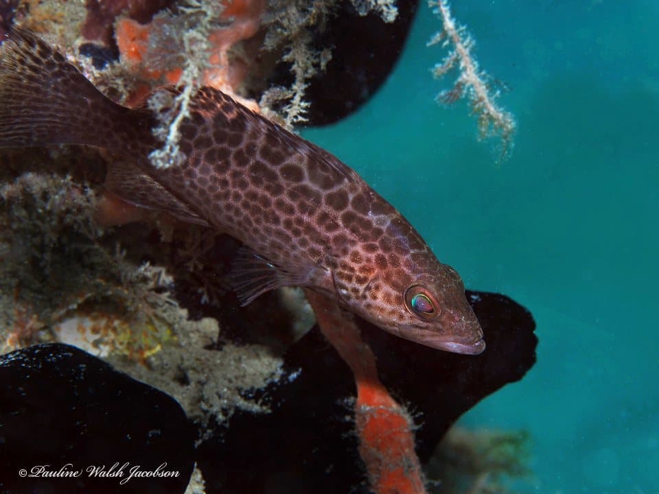 Scamp Grouper