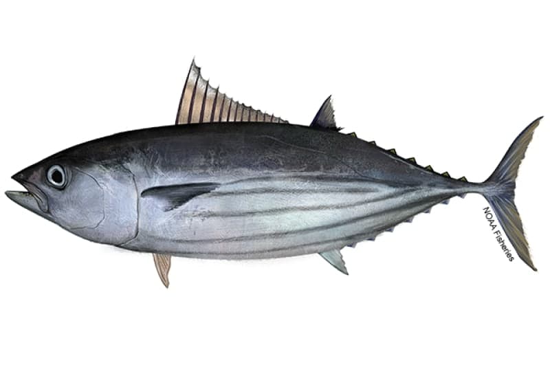 Skipjack Tuna