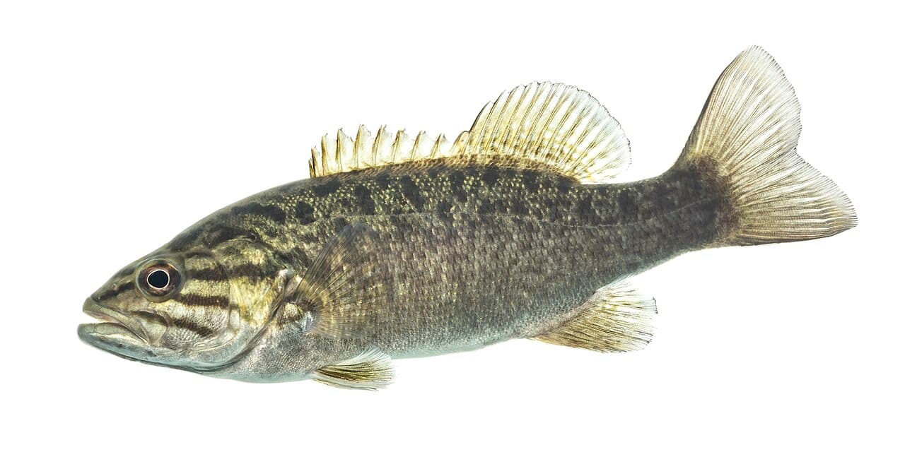 Smallmouth Bass