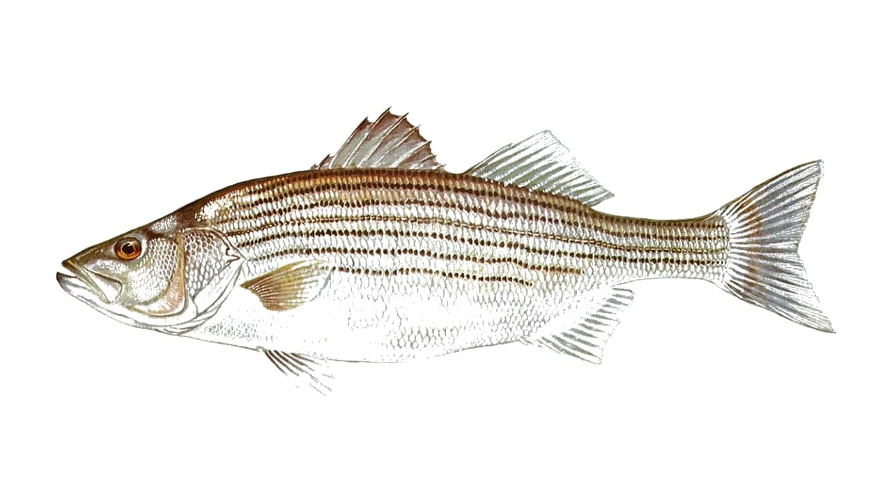 Striped Bass