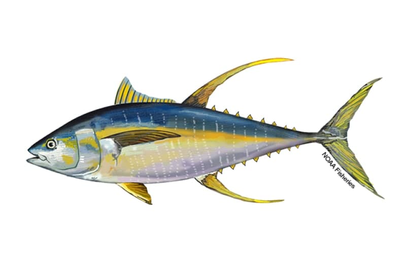 Yellowfin Tuna